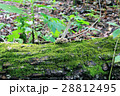 苔むした丸太 苔むした丸太 28812495