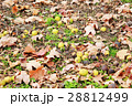 地面に落ちたくるみ 地面に落ちたくるみ 28812499