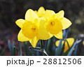 黄色い水仙 寄り添う 黄色い水仙 寄り添う 28812506