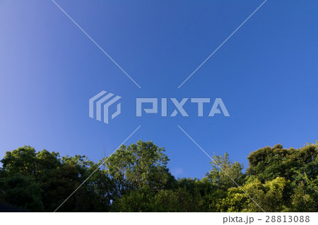 緑と空 28813088