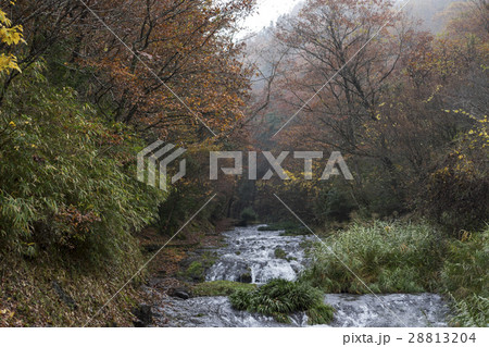 遊水峡 ゆうすい自然の森 28813204