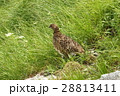 剱岳の雷鳥 28813411
