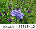剱岳のマツムシソウ 28813412