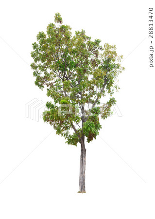 Closeup Big Tree isolated on white background Closeup Big Tree isolated on white background 28813470