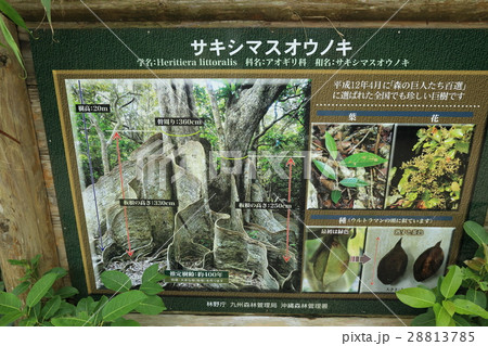 世界自然遺産　西表島　仲間川　サキシマスオウノキ 28813785