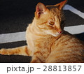 猫 ねこ ネコ 28813857