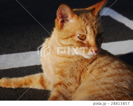 猫 ねこ ネコ 28813857