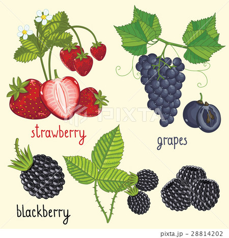 Fresh berries mix isolated, raster illustration Fresh berries mix isolated, raster illustration 28814202