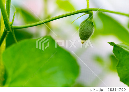 After flowering is developing a small After flowering is developing a small 28814790