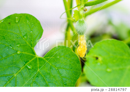 After flowering is developing a small After flowering is developing a small 28814797