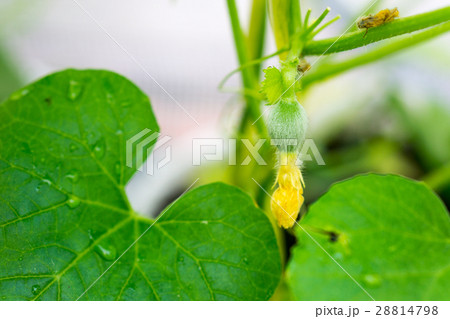 After flowering is developing a small After flowering is developing a small 28814798