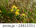 南アルプスのミヤマアキノキリンソウ 28815351