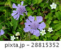 南アルプスのマツムシソウ 28815352