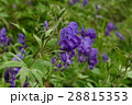 南アルプスのホソバトリカブト 28815353