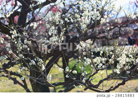 ウメの花 ウメの花 28815883
