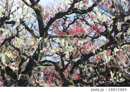 ウメの花 ウメの花 28815884