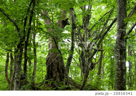 初夏のブナの森　只見町 28816341