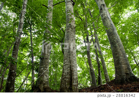 初夏のブナの森　只見町 28816342