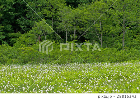 新緑とワタスゲの群生 宮床湿原 新緑とワタスゲの群生 宮床湿原 28816343