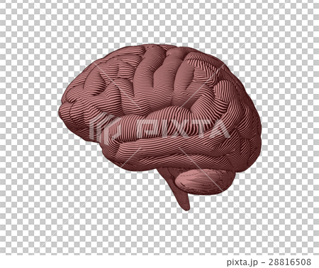 Brown engraving brain side view illustration Brown engraving brain side view illustration 28816508