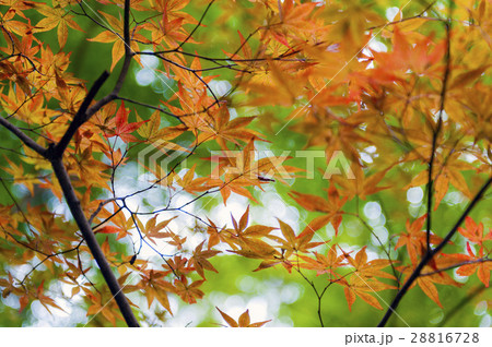 Golden Japanese maple leaves during autumn 28816728