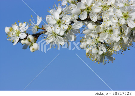 Early spring cherry flower Early spring cherry flower 28817528
