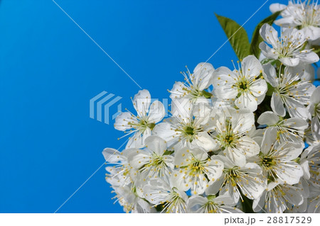 Early spring cherry flower 28817529