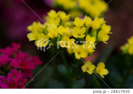 カランコエ1 28817630