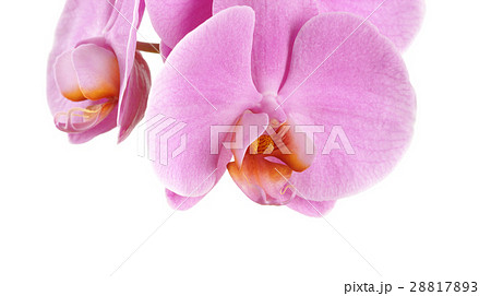 Closeup of a pink Phalaenopsis orchid flowers Closeup of a pink Phalaenopsis orchid flowers 28817893