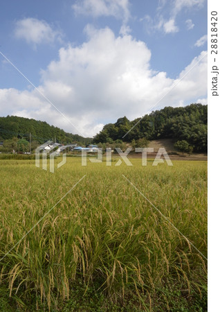 東京の里山 鶴見川源流の里の秋 町田市 東京の里山 鶴見川源流の里の秋 町田市 28818420