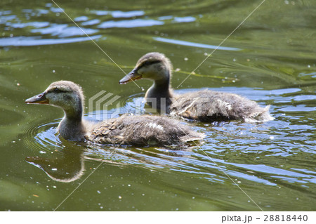 Ducklings in the lake Ducklings in the lake 28818440