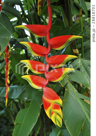 ハワイのヘリコニア 28818701