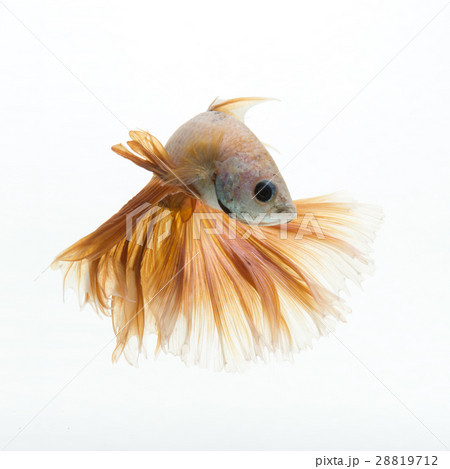 Betta fish on white background 28819712