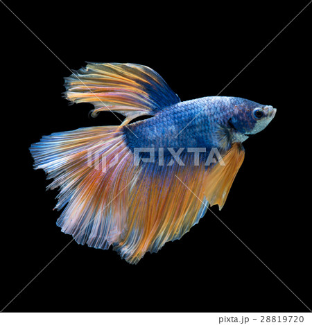 blue-yellow betta 28819720