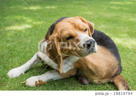 Beagle dog scratching on grass Beagle dog scratching on grass 28819794