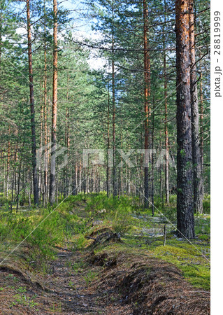 Fire overgrown ditch in a pine forest on a Sunny Fire overgrown ditch in a pine forest on a Sunny 28819999