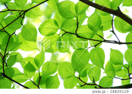 ヤマボウシの葉（ミズギ科） 28820129