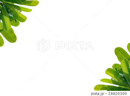 leaves Plumeria isolated on white background leaves Plumeria isolated on white background 28820300