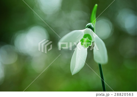 スノードロップ 28820563