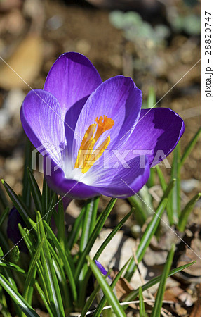クロッカス 花サフラン の写真素材