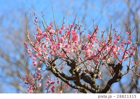 ウメの花 ウメの花 28821315