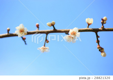 ウメの花 28821320