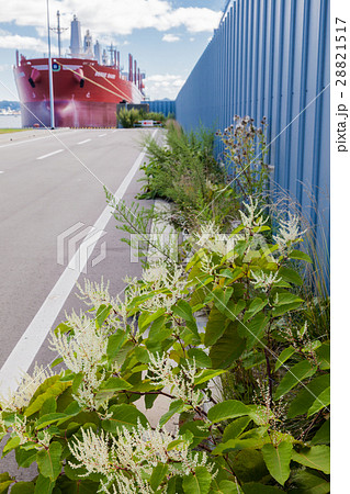 イタドリの花と造船中の貨物船 イタドリの花と造船中の貨物船 28821517