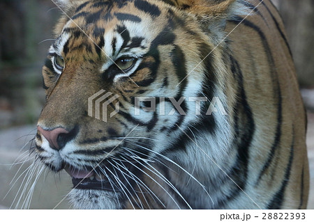 スマトラトラ 28822393