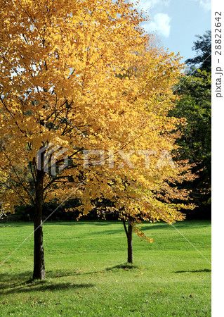 緑の芝生と黄葉する木の写真素材 2642