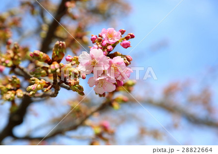 河津桜の花 河津桜の花 28822664
