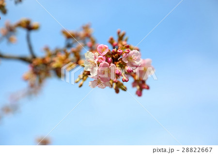 河津桜の花 河津桜の花 28822667