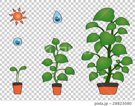 植物の成長 Growth Of Plantsのイラスト素材 80