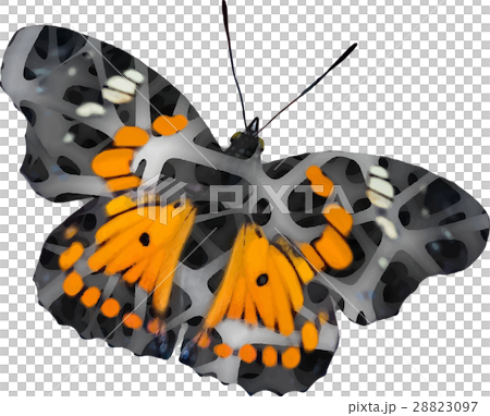 illustration butterfly illustration butterfly 28823097