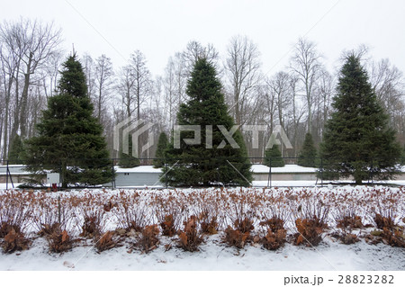 Row of Trees 28823282